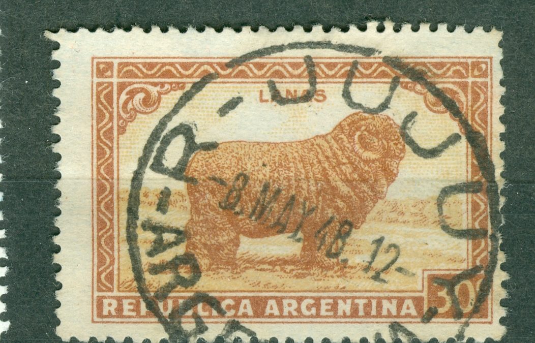 MERINO SHEEP
